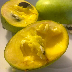 Allegheny Pawpaw tree green fruit with creamy deep golden yellow flesh.