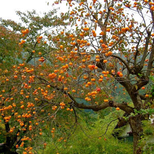 American persimmon tree covered in fruit.
