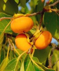 American Persimmon Tree flat topped orange fruit.