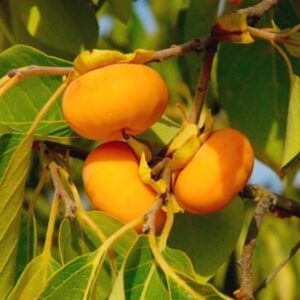 American Persimmon Tree flat topped orange fruit.