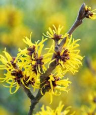 A branch of American Witch Hazel with yellow flowers.