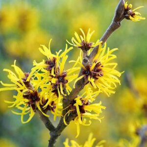 A branch of American Witch Hazel with yellow flowers.