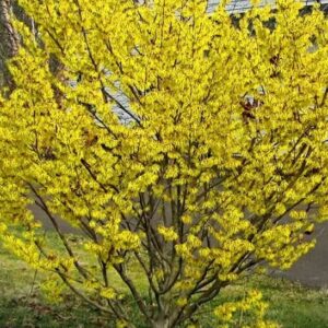 American Witch Hazel Tree in full bloom.