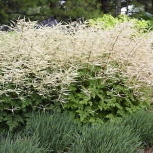 A swath of Aruncus Chantilly Lace in bloom with spikes of creamy blooms.