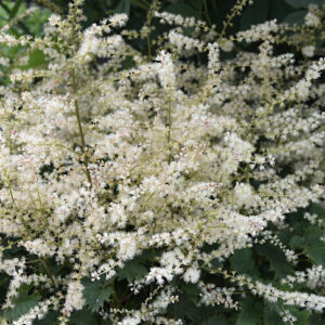 Aruncus Chantilly Lace Proven Winners tiny