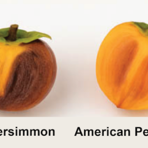 Flesh of Oriole Asian Persimmon Tree fruit compared to that of an American Persimmon.