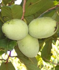 A cluster of three Asimina triloba fruits in the tree.