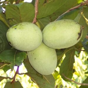 A cluster of three Asimina triloba fruits in the tree.
