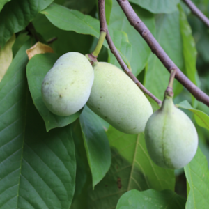 Two clumps of Asimina triloba Allegheny Peterson with tall spikes of creamy white blooms.