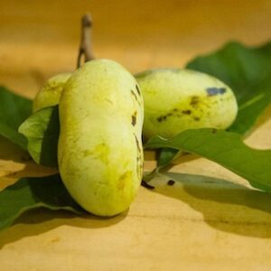 green fruit on the tree.