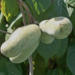 Dusty green Asimina triloba Prolific fruit on the tree.