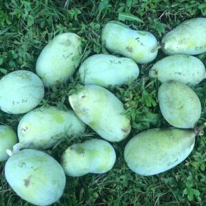 Twelve freshly harvested Asimina triloba Sunflower fruits laying in the grass.