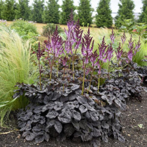 A swath of Astilbe 'Dark Side of the Moon' Proven Winners plants.