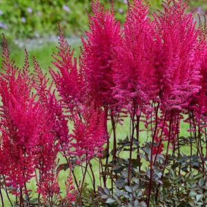 densely packed flower spires held on rich