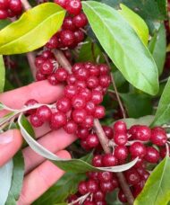 Autumn Elaeagnus red berries with silver flecks on the shrub.