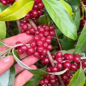 Autumn Elaeagnus red berries with silver flecks on the shrub.