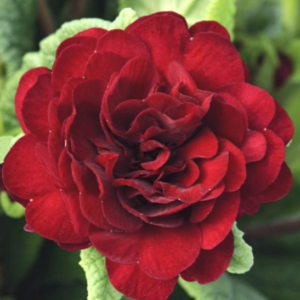 double blooms