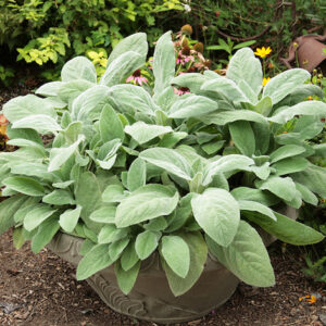 Helen von stein lamb's ear with large