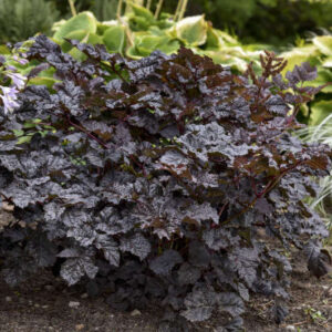 Black Astilbe deep burgundy black foliage.