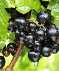 Black currant bush shiny