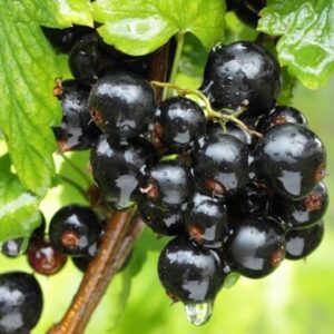 Black currant bush shiny