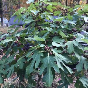 Black Fig Tree with large lobed leaves and fruit.