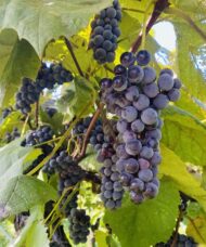 Black grape with deep blue black skin and firm