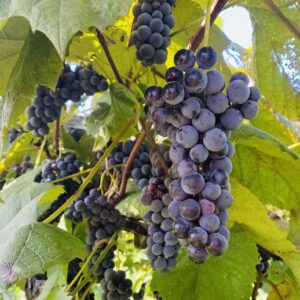 Black grape with deep blue black skin and firm