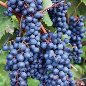 Masses of Black grape bunches on the vine.