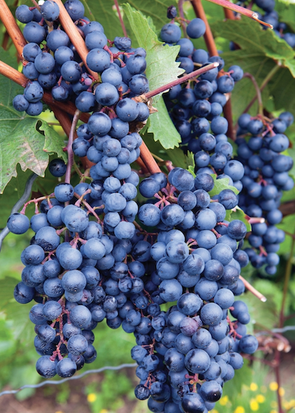 Concord Grape | Black Grape | Concord Grape Vine