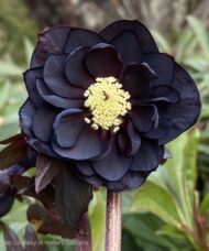 Black Hellebore black-purple fully double bloom with a light contrasting centres.