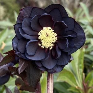 Black Hellebore black-purple fully double bloom with a light contrasting centres.