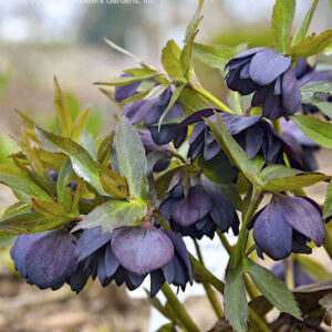 Black Hellebore plant black-purple fully double nodding blooms against dark foliage.