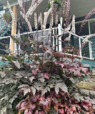 Tall Black Negligee Bugbane with chocolate-purplish to near-black lacy foliage