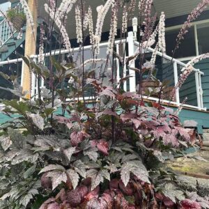 Tall Black Negligee Bugbane with chocolate-purplish to near-black lacy foliage