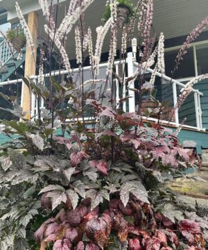 Tall Black Negligee Bugbane with chocolate-purplish to near-black lacy foliage