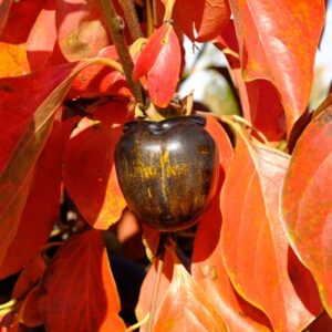 A group of Black Persimmon fruits with light striped