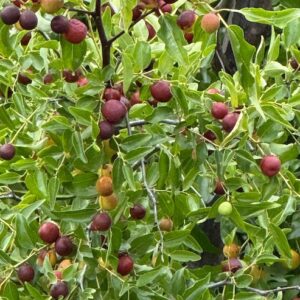 Black sea jujube tree fruits in a bowl.