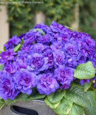 Blue primrose plant with fully double blue and violet blooms