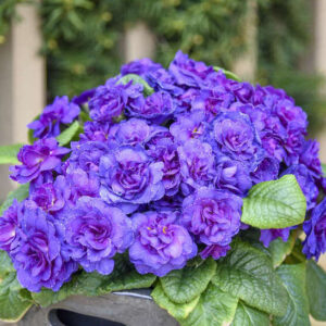 Blue primrose plant with fully double blue and violet blooms