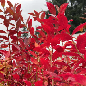 Blueberry plant with masses of gorgeous