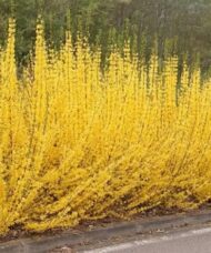 Border Forsythia hedge in full yellow bloom.