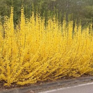 Border Forsythia hedge in full yellow bloom.