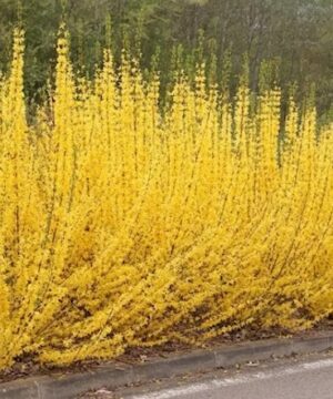 Border Forsythia hedge in full yellow bloom.