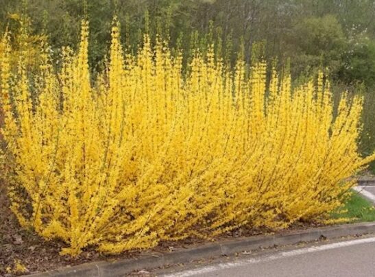 Border Forsythia hedge in full yellow bloom.