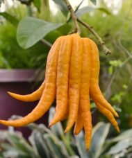 Many fingered Buddhas Hand lemon hanging from a branch stem.