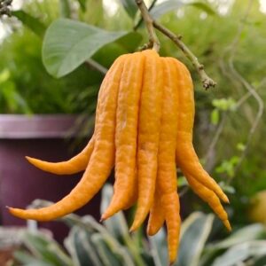 Many fingered Buddhas Hand lemon hanging from a branch stem.
