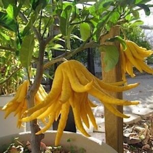 Buddhas Hand Citron fruits hanging from a small tree.