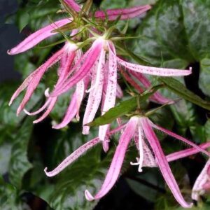 A swath of Pink Octopus Bellflower plants in bloom.
