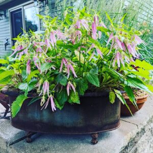 Campanula Pink Octopus downward facing pink blooms with long